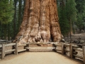 Sequoia NP